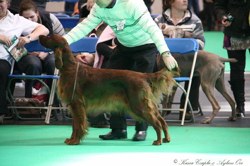 Crufts2011 660.jpg